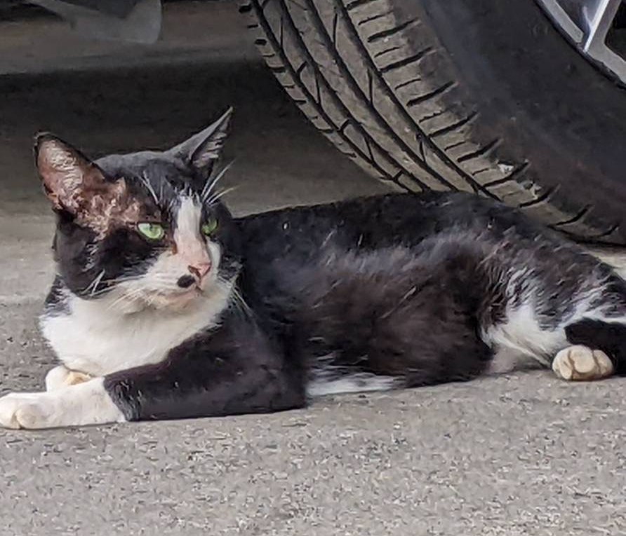 �����񍐎ʐ^