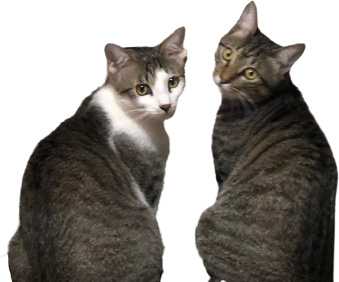 �����񍐎ʐ^